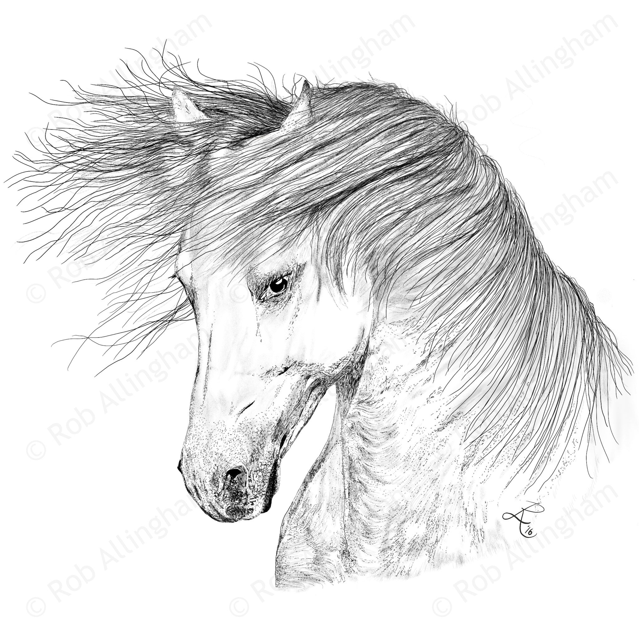 Horse with mane in breeze, a fine art illustration by Rob Allingham