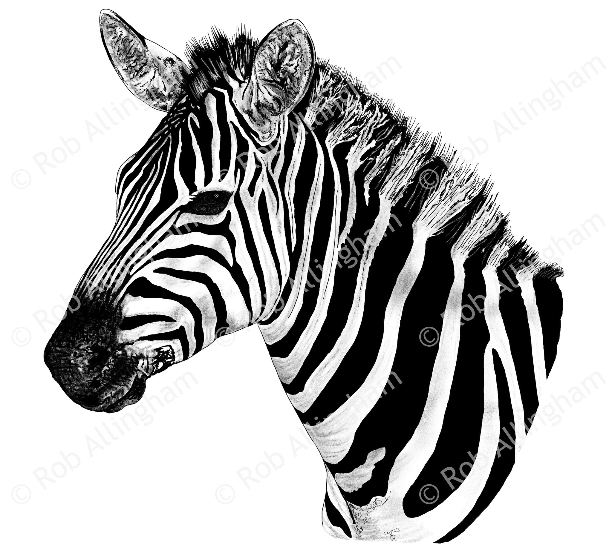 Zebra Head fine art illustration by Rob Allingham Proper Living Limited