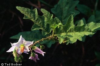 Solanum carolinense, horse nettle