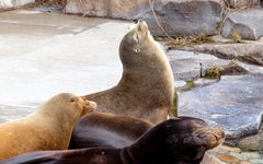 Seals bronzing in the sun