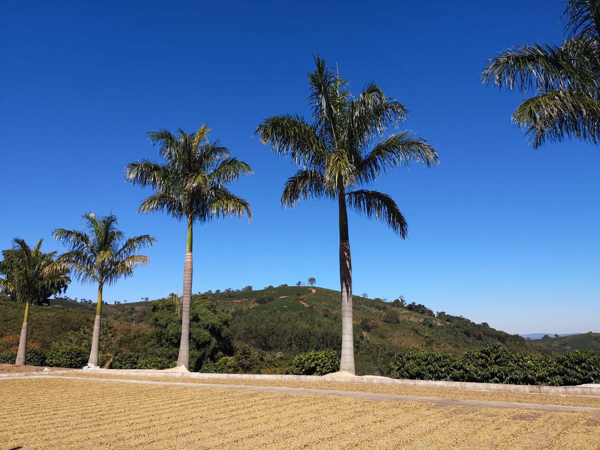 Palm trees near Brazil coffee farm