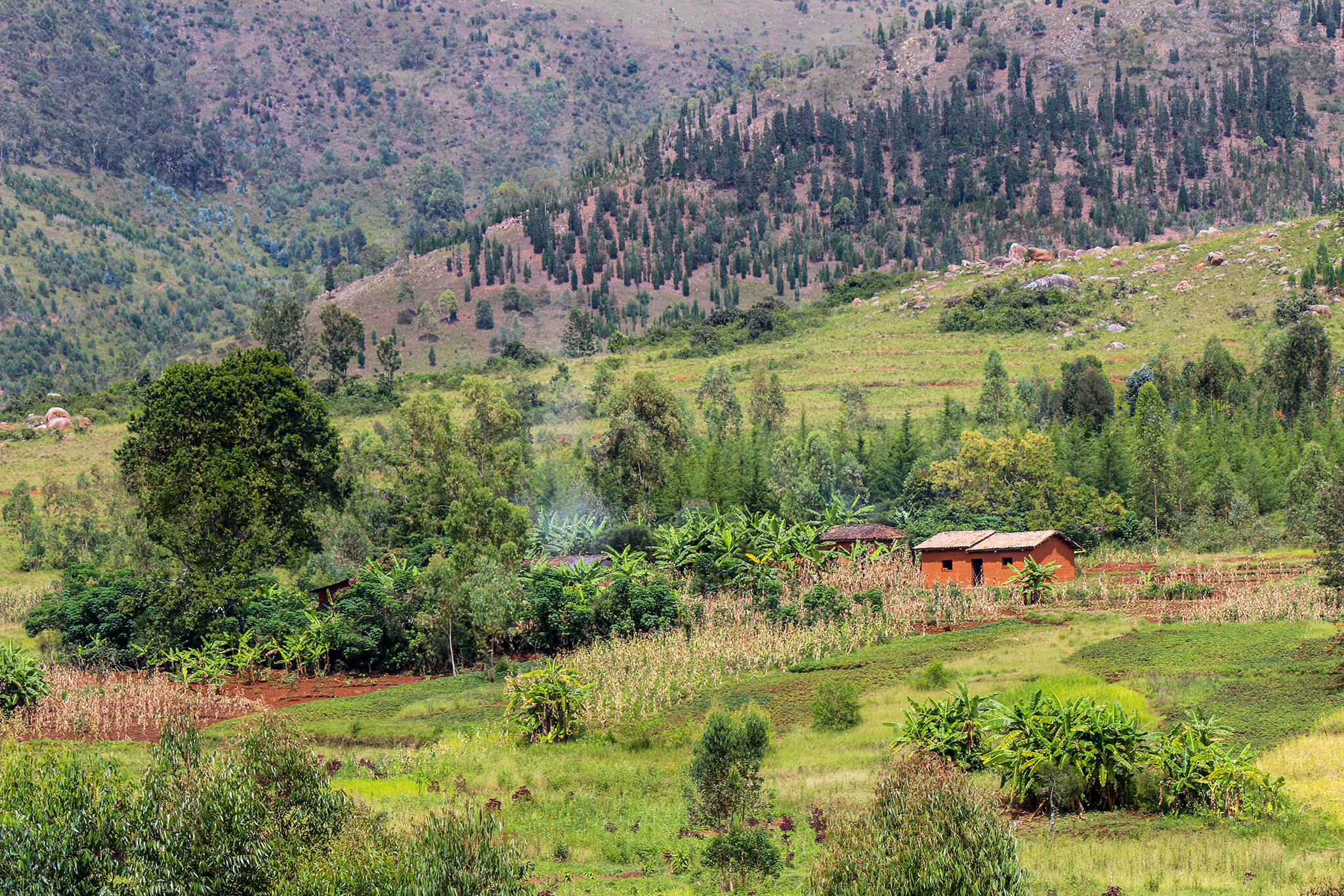 Burundi Coffee Farm