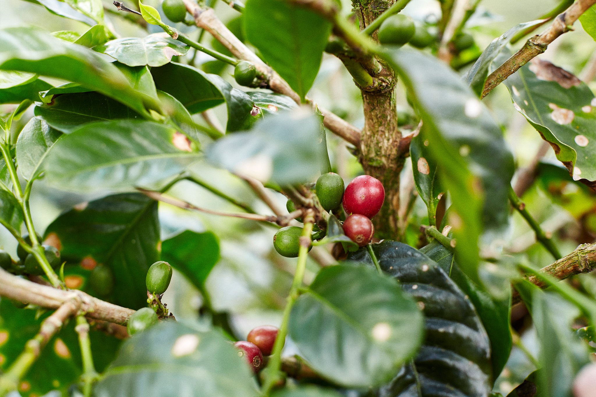 Coffee cherries on treee