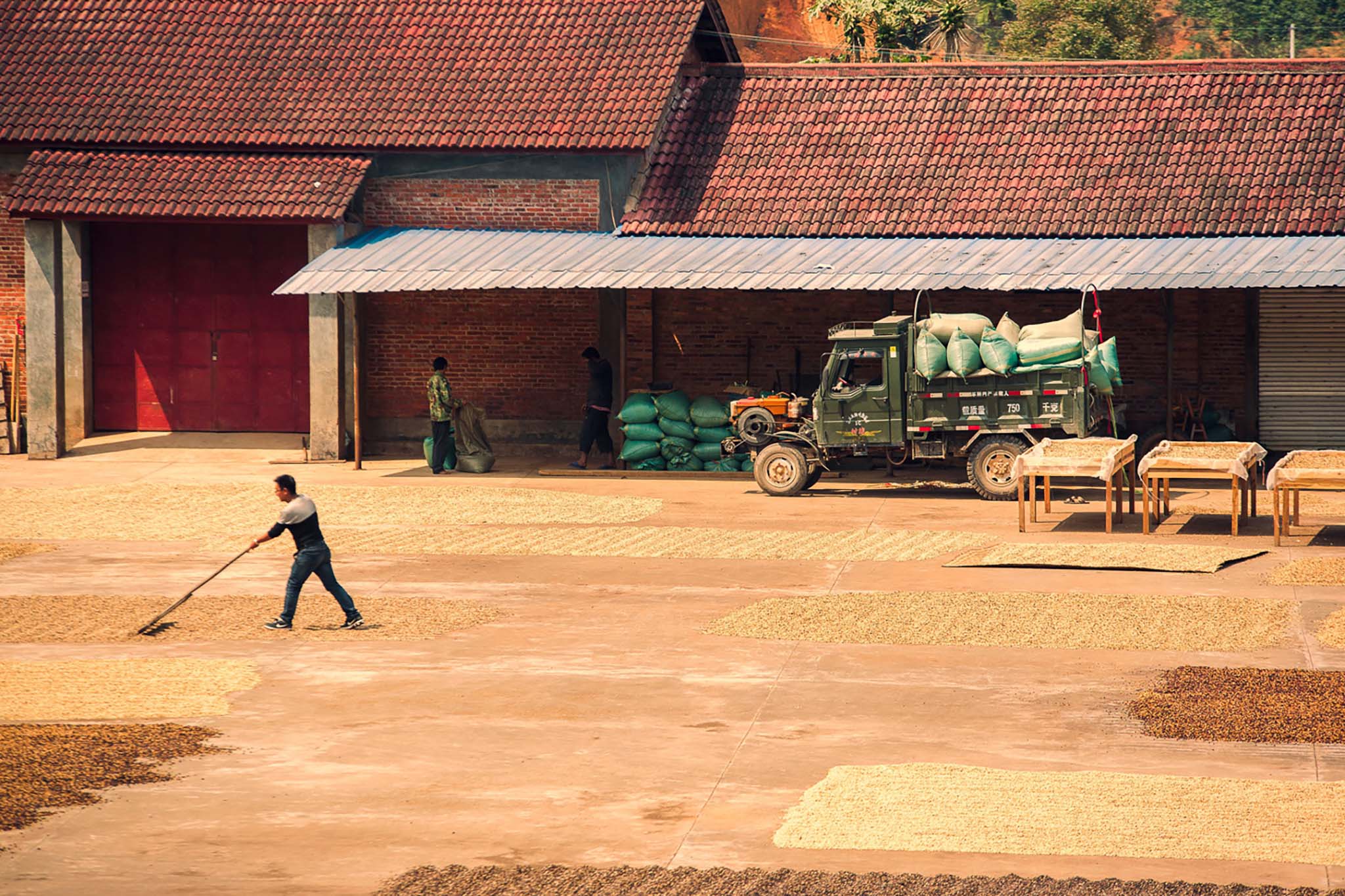 Chinese-coffee-production