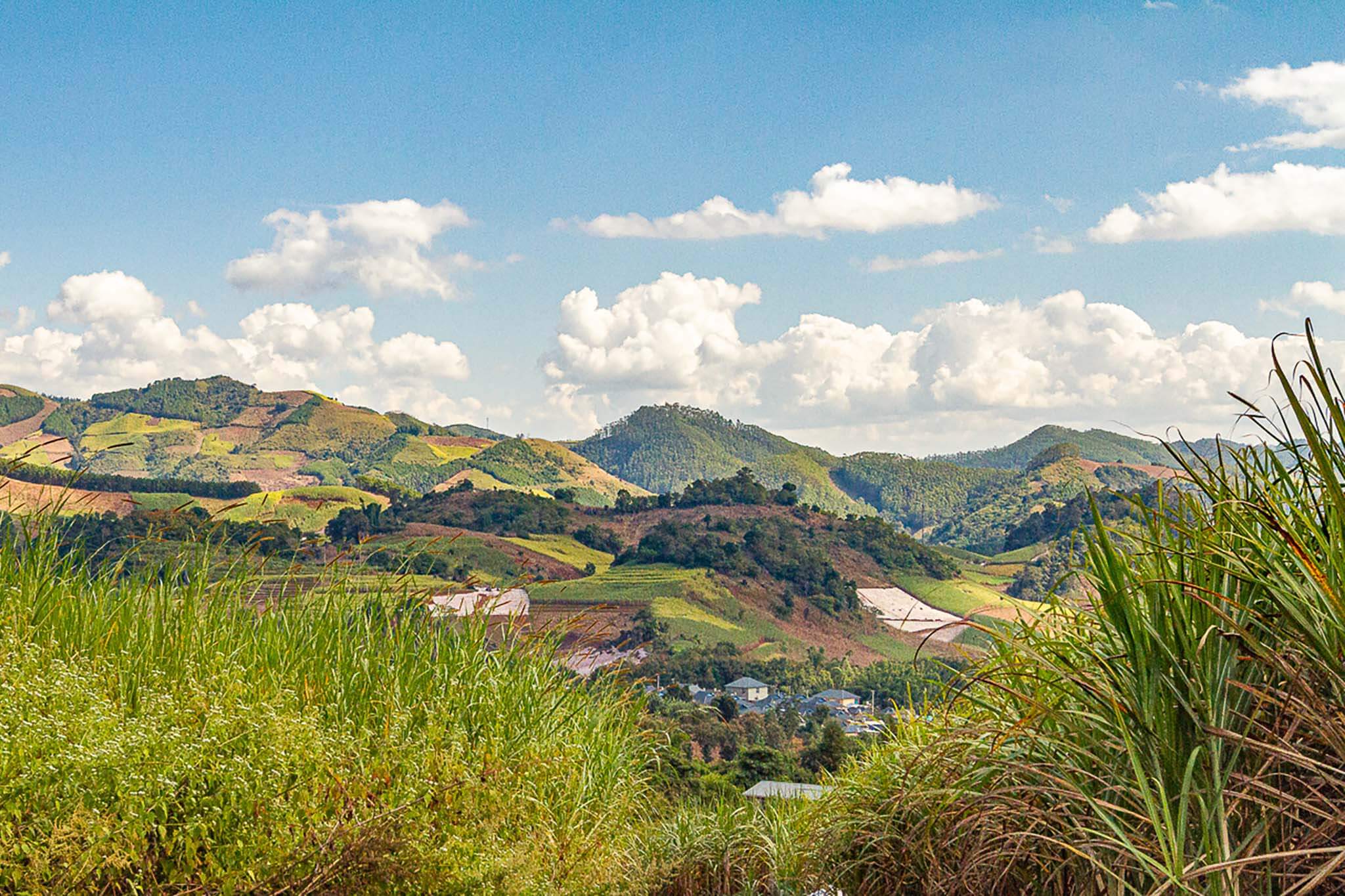 chinese-coffee-farm