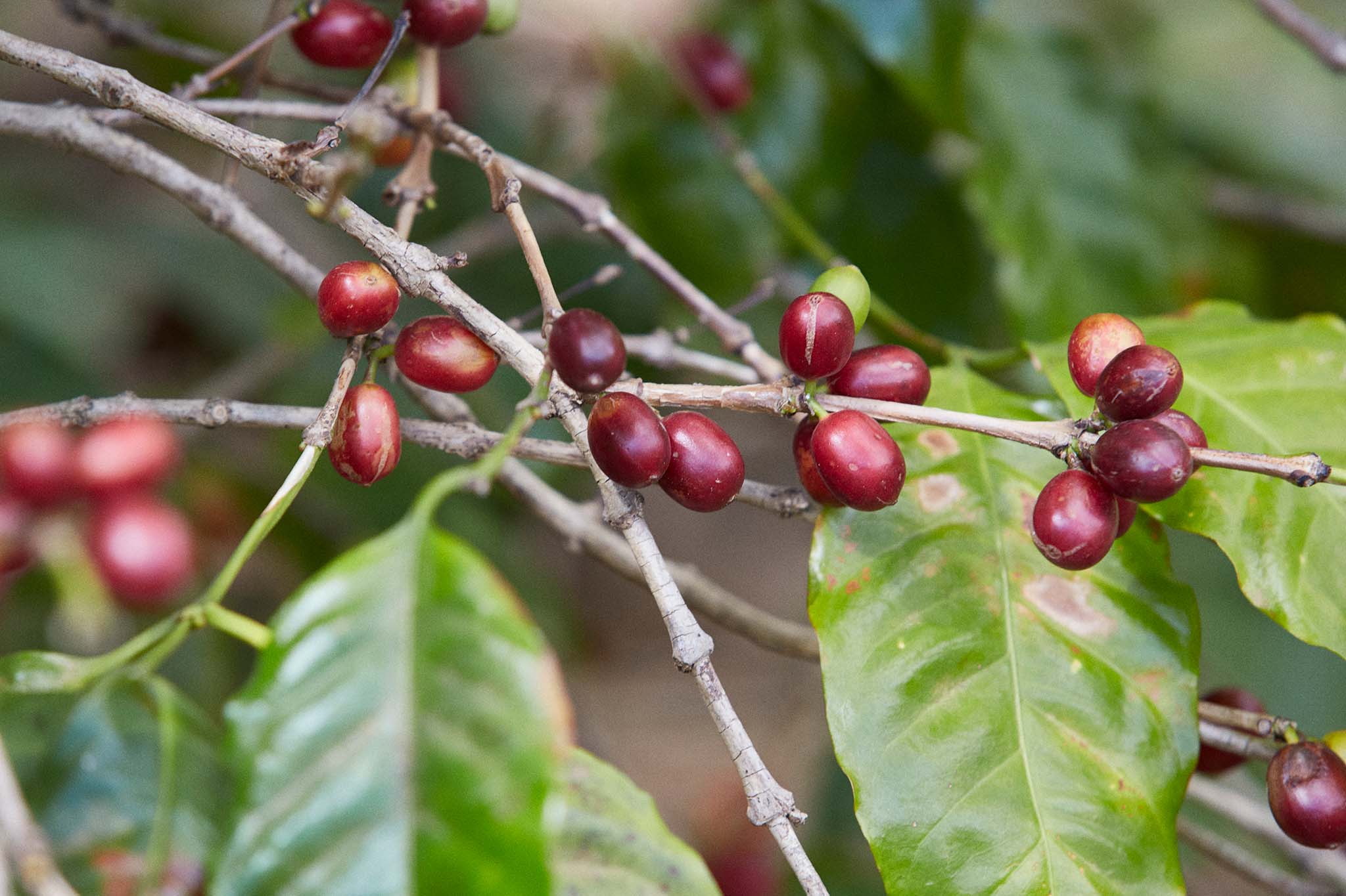 Coffee-cherries-growing-on-tree