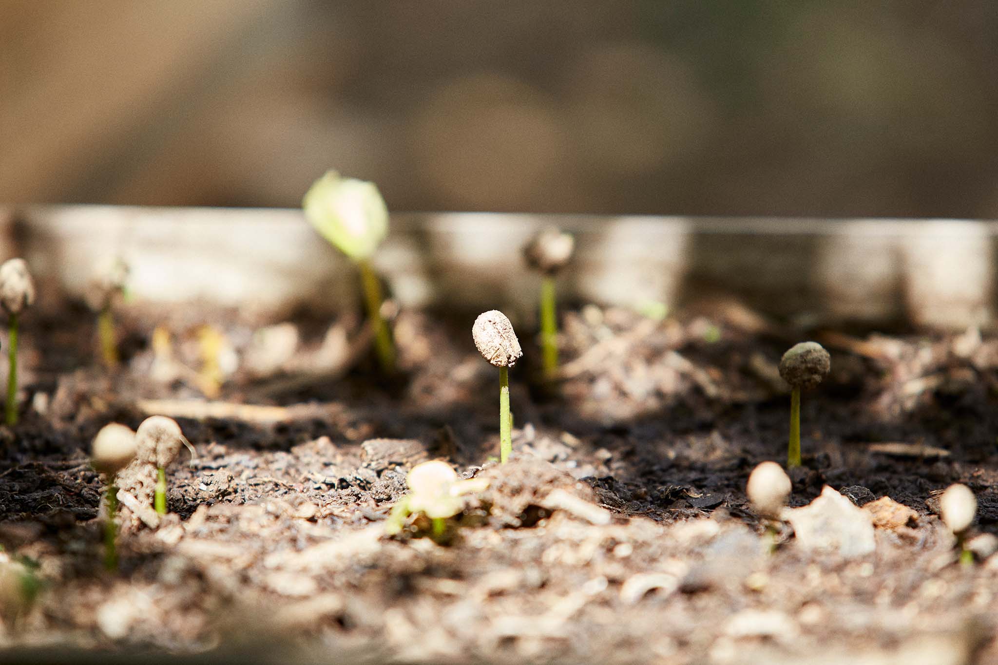 Coffee-cherries-growing-from-ground