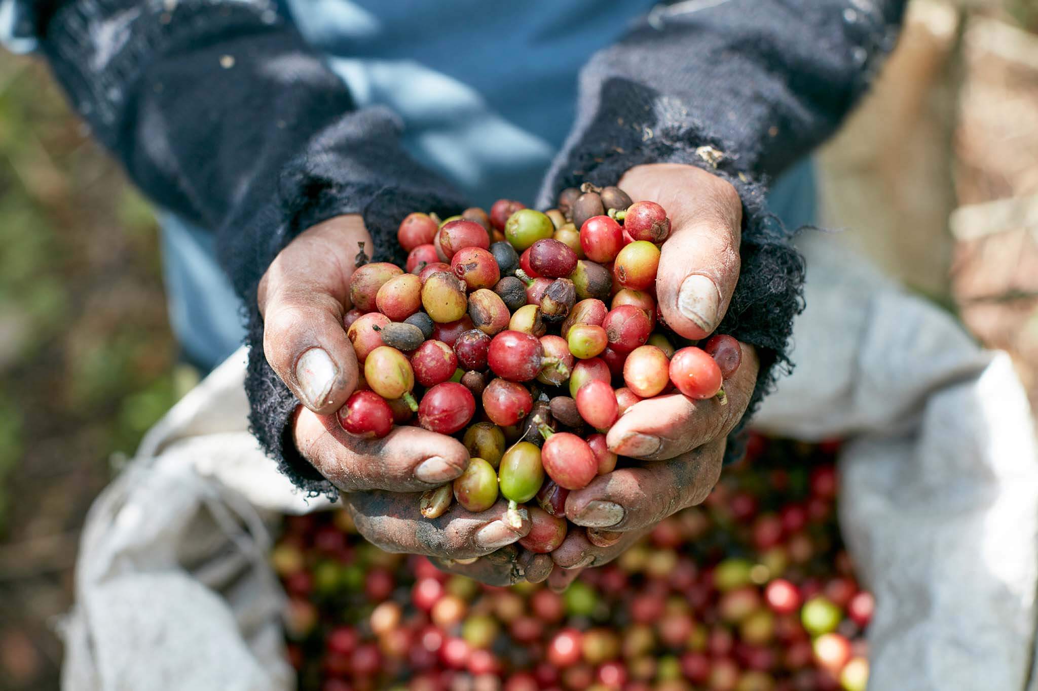 Hands-holding-coffee-cherries