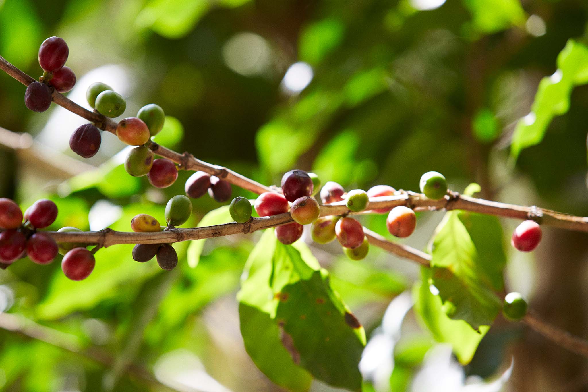 Picture of coffee plant