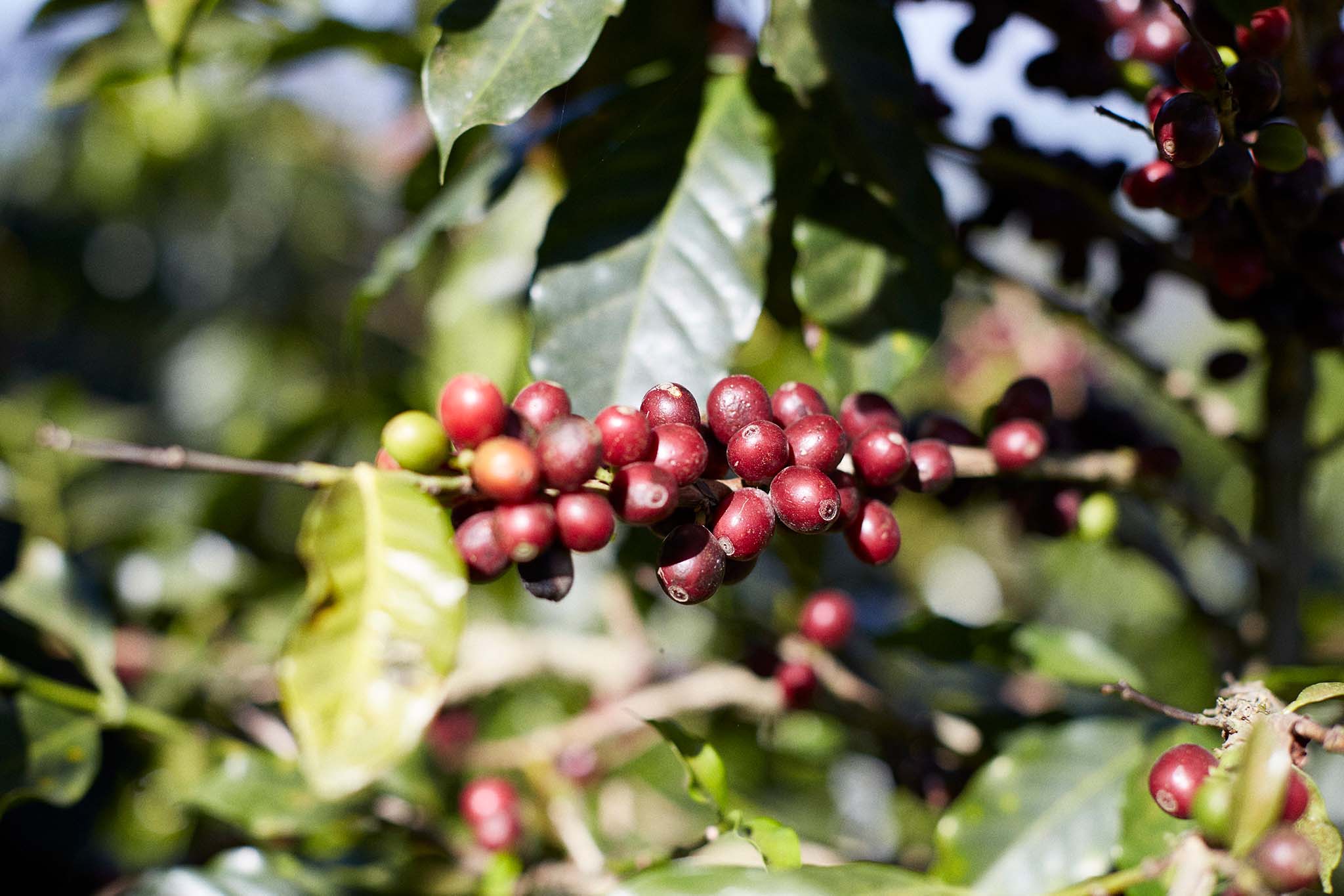 Coffee cherries growing in El Salvador 