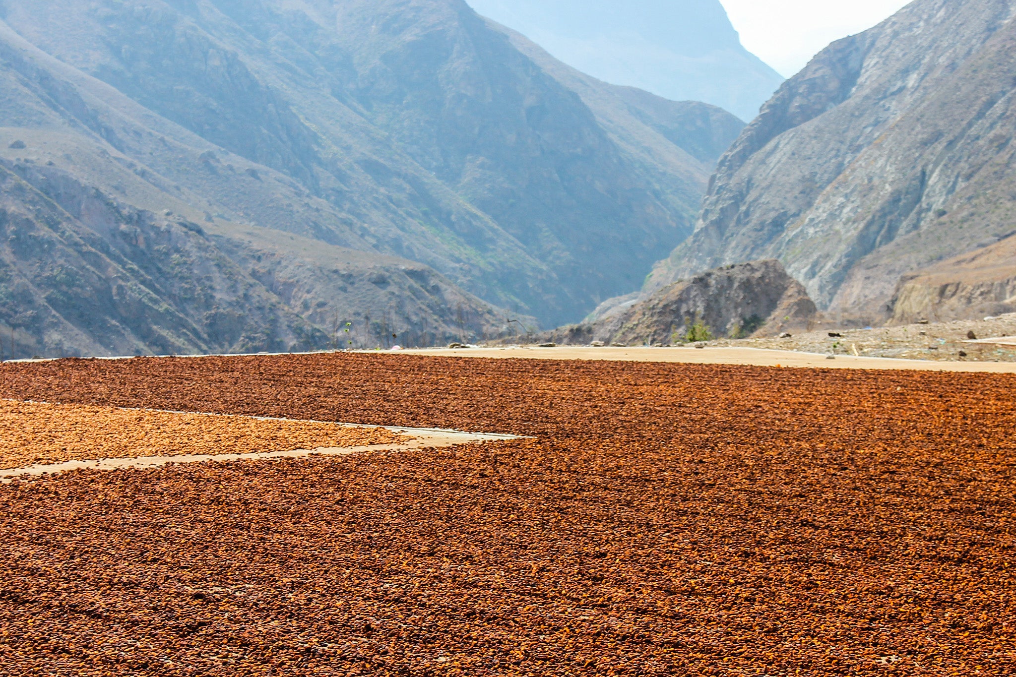 Ecuador Coffee Drying