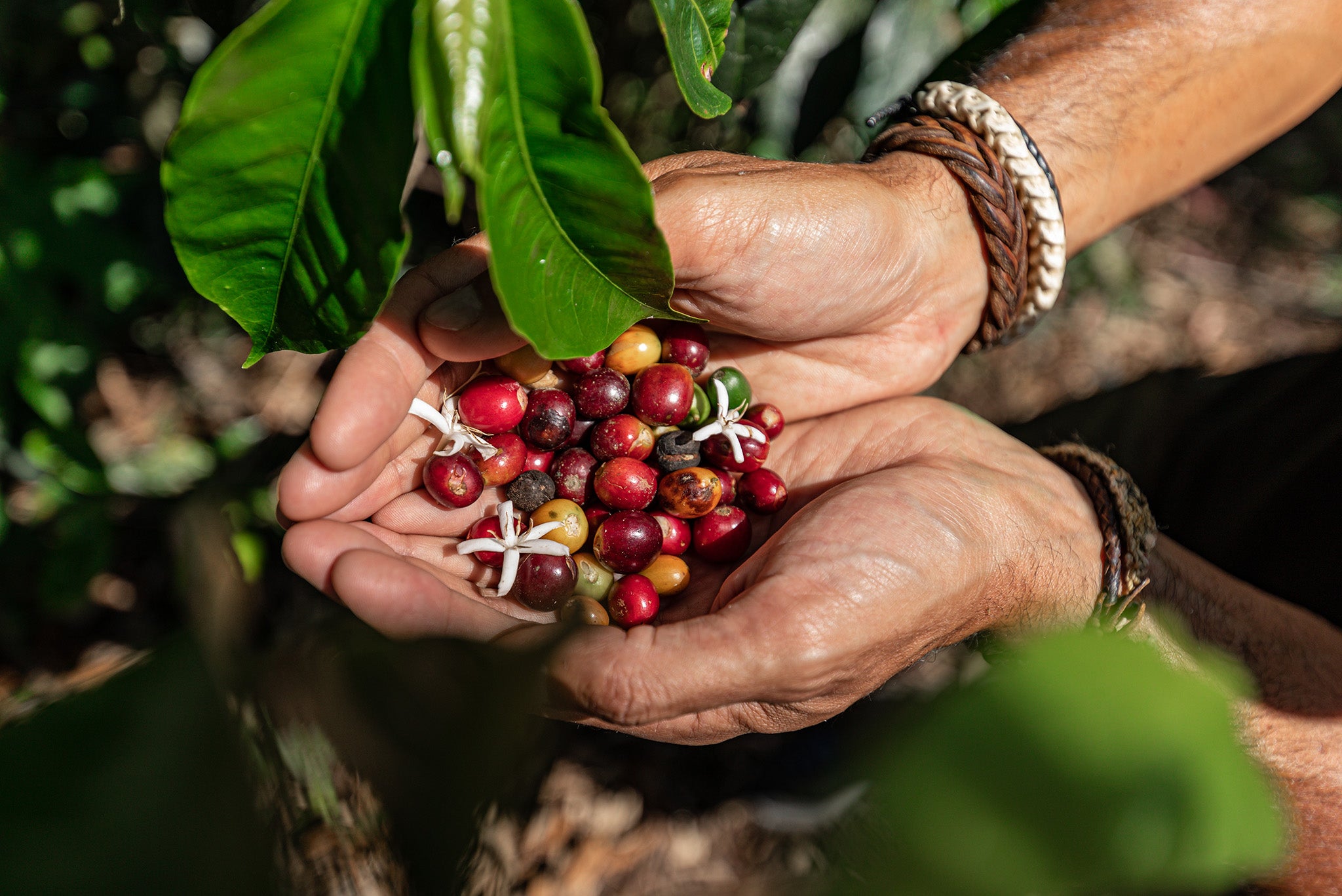 Ecuador Coffee Processing