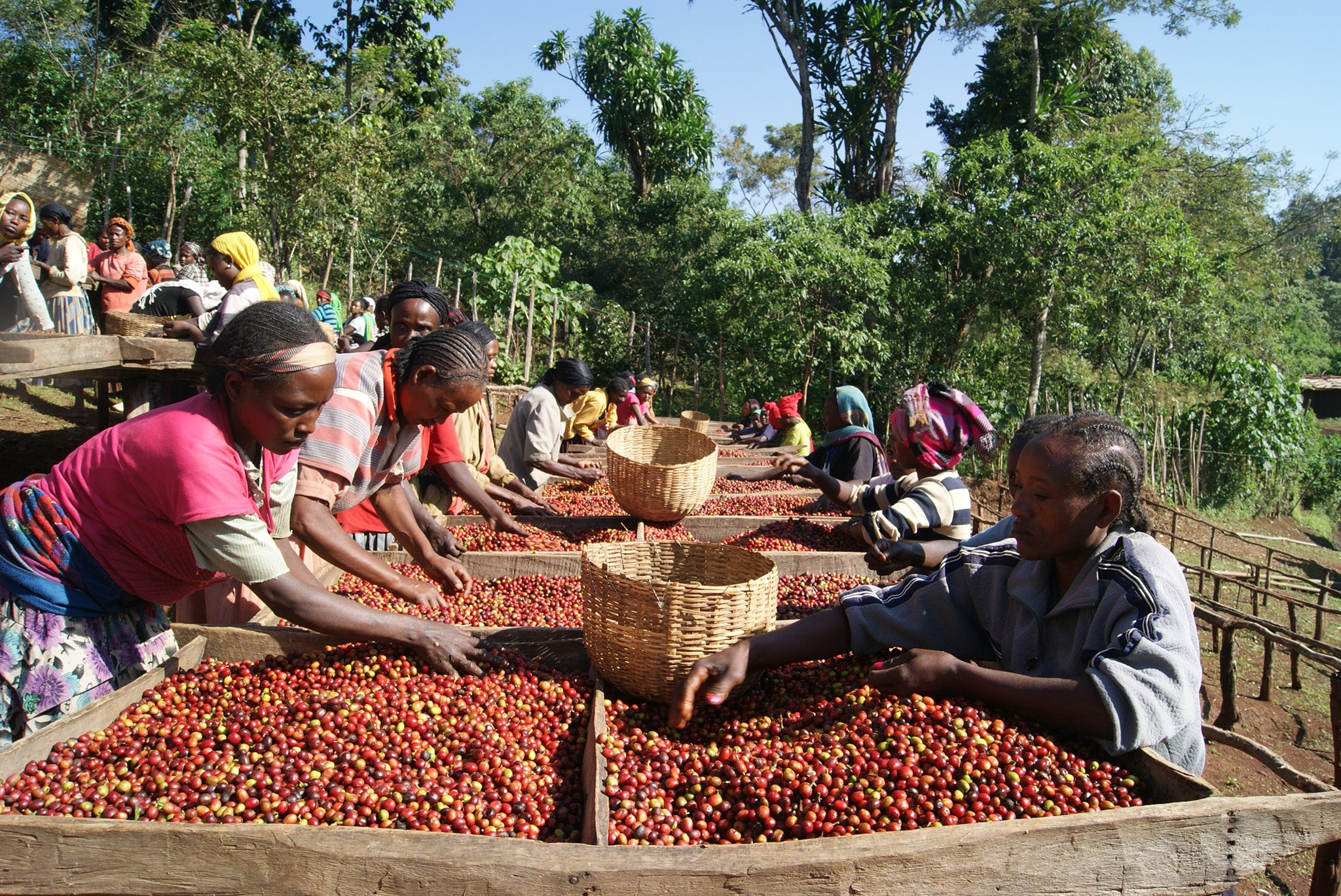 Ethiopia-coffee-farmers