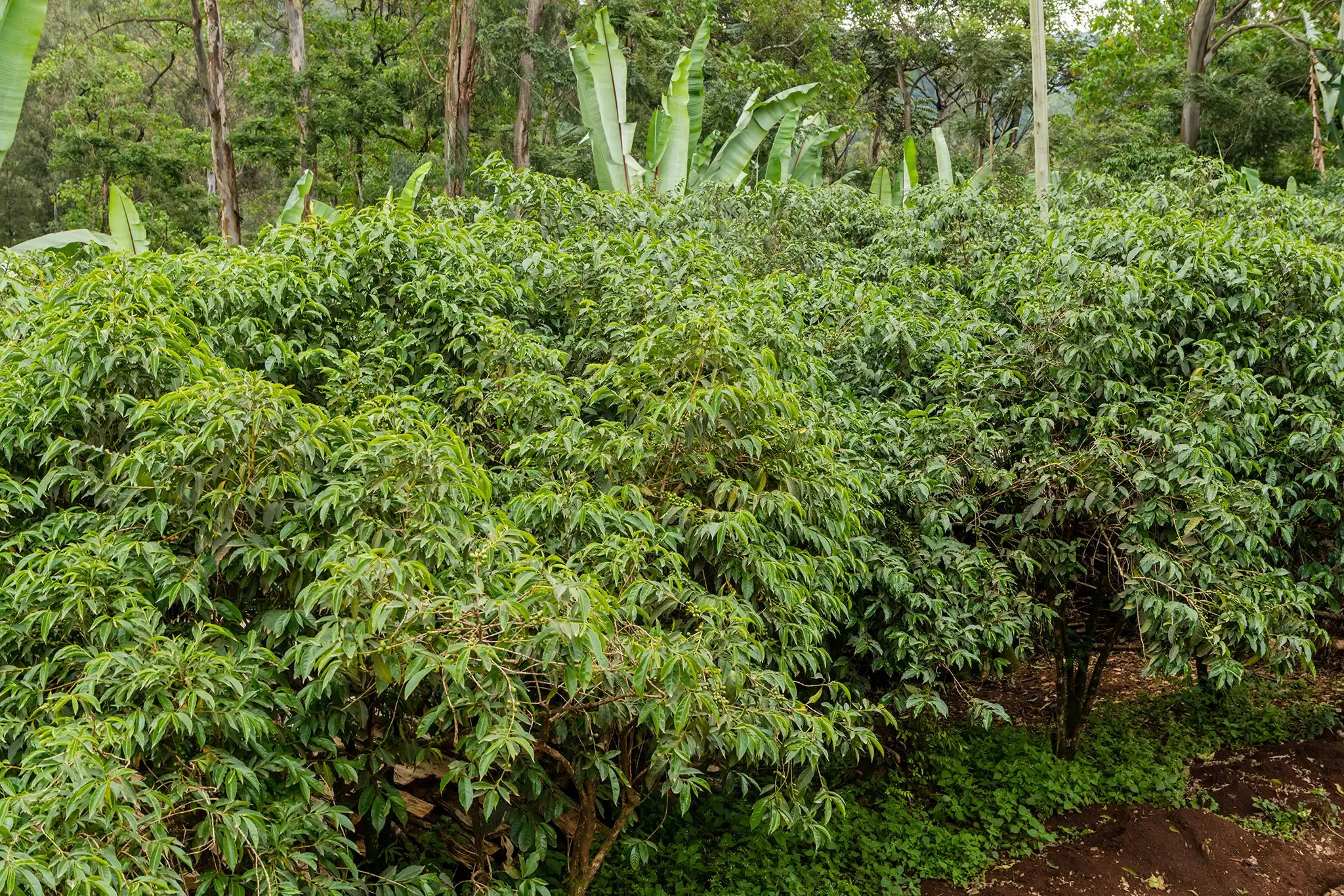 Ethiopia-coffee-trees