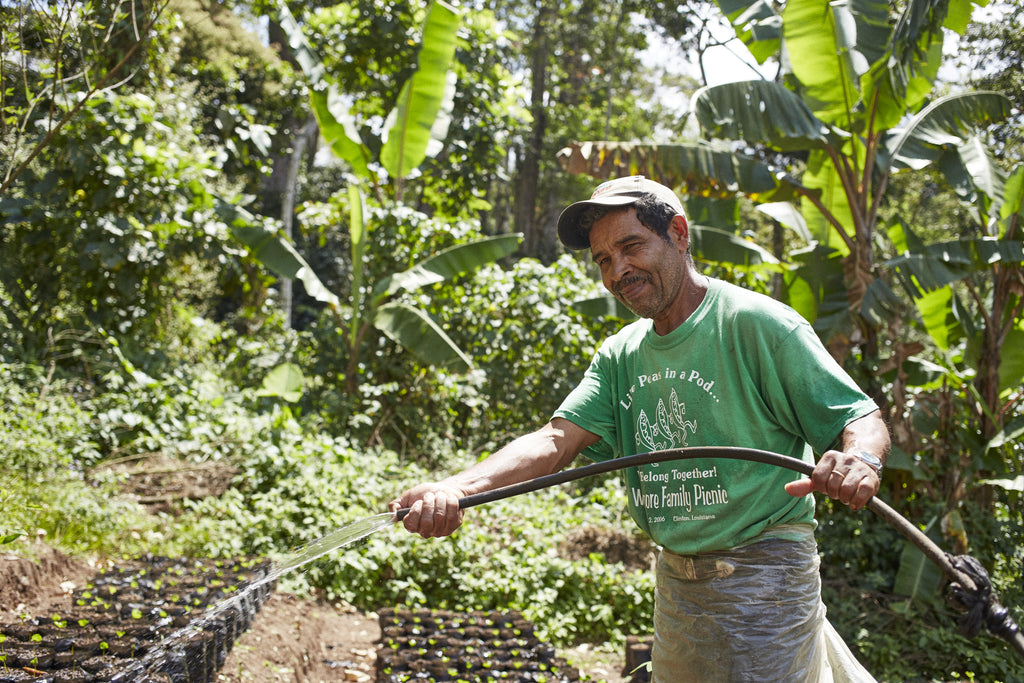 Placeres farm worker watering juvenile coffee plants