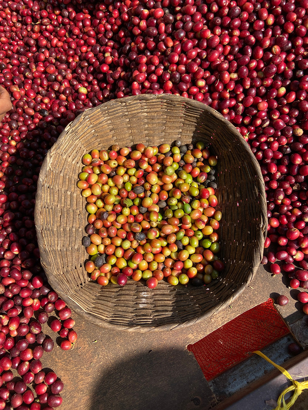 Myanmar coffee cherries