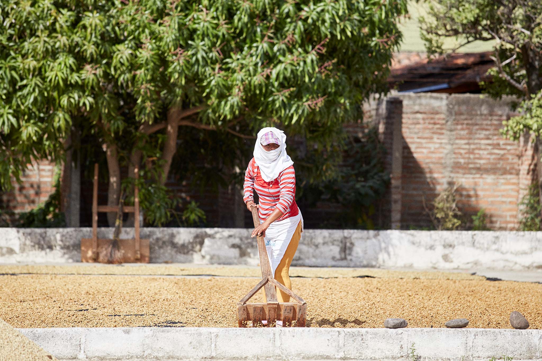 Nicaraguan Farmer Raking Coffee Beans