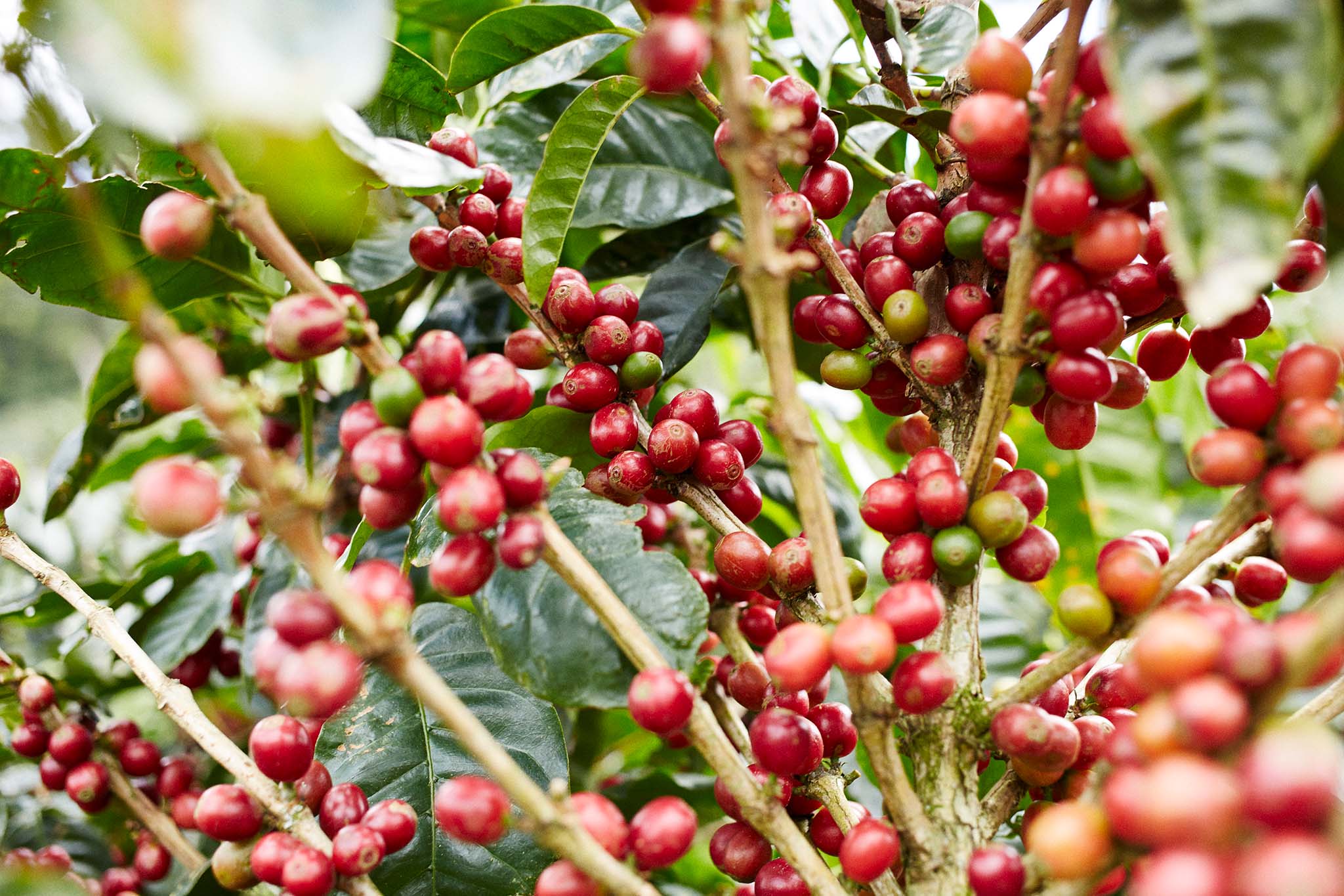 Red coffee cherries