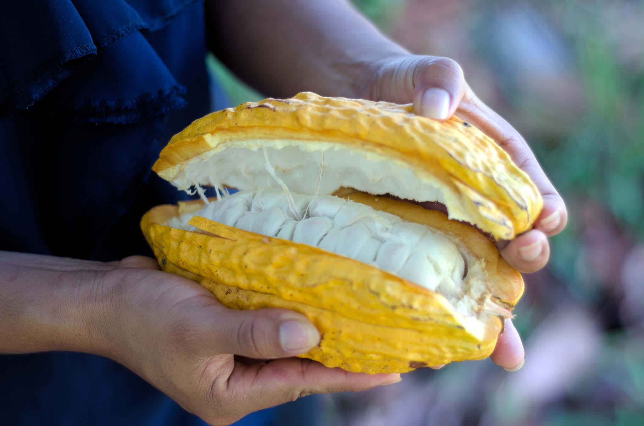 Rio-Nuevo-Cacao-Pod