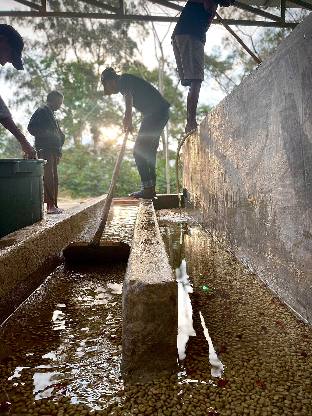 Timor Leste coffee processing