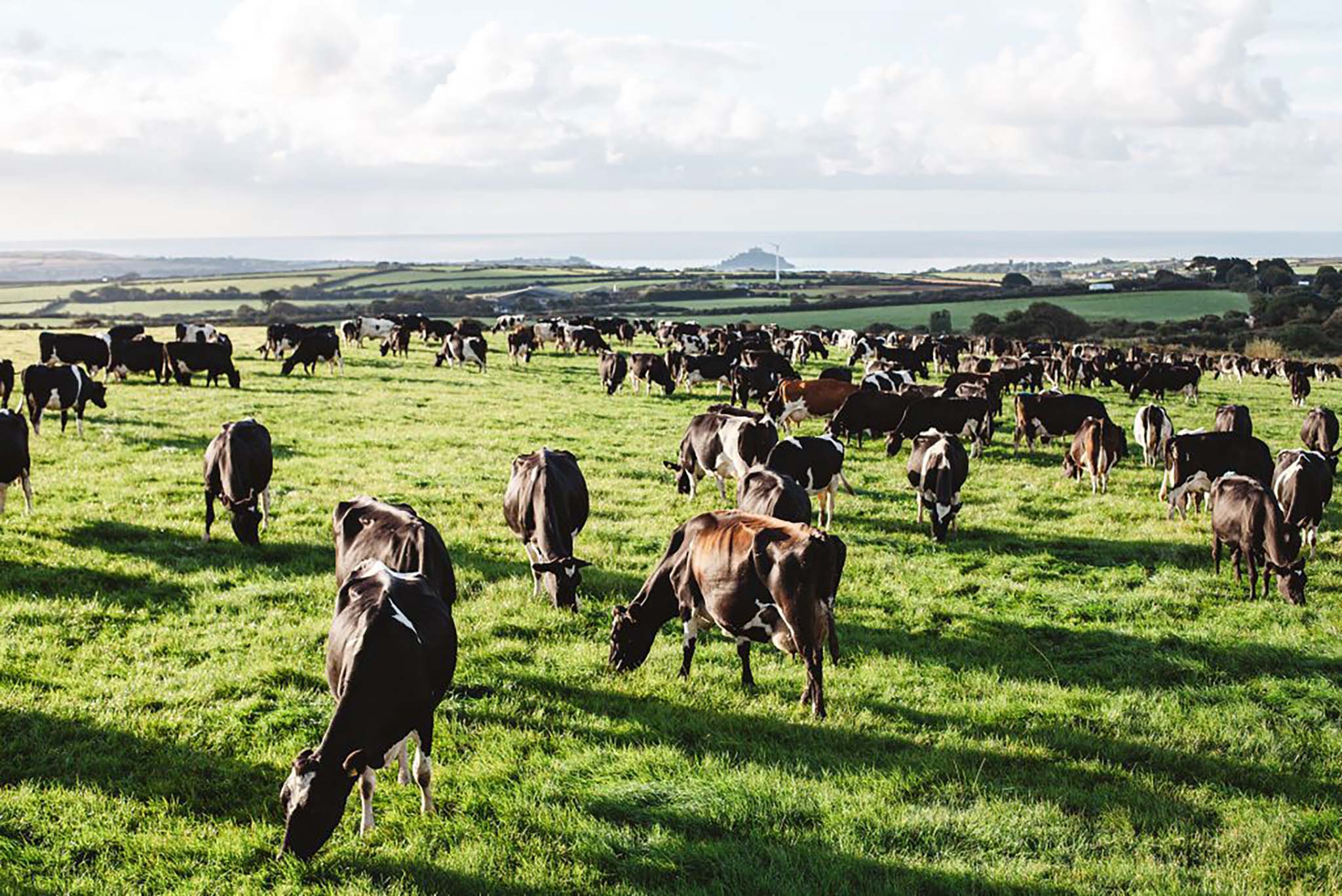 Trink Dairy Cows in a field