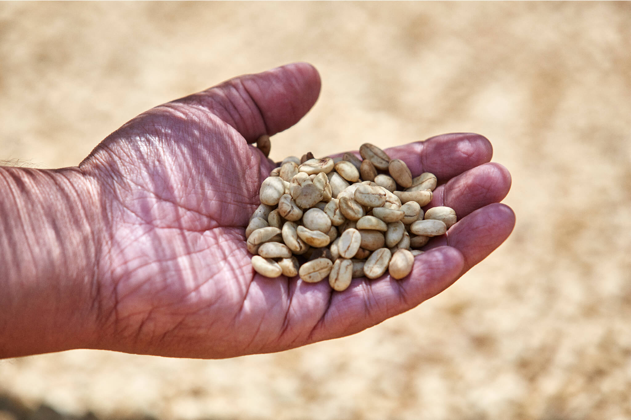 Coffee cherries in a hand