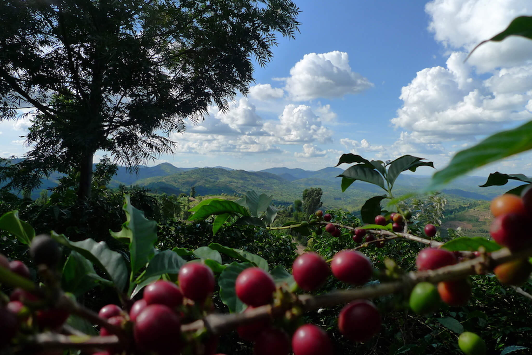 origin-coffee-caravela-sustainability