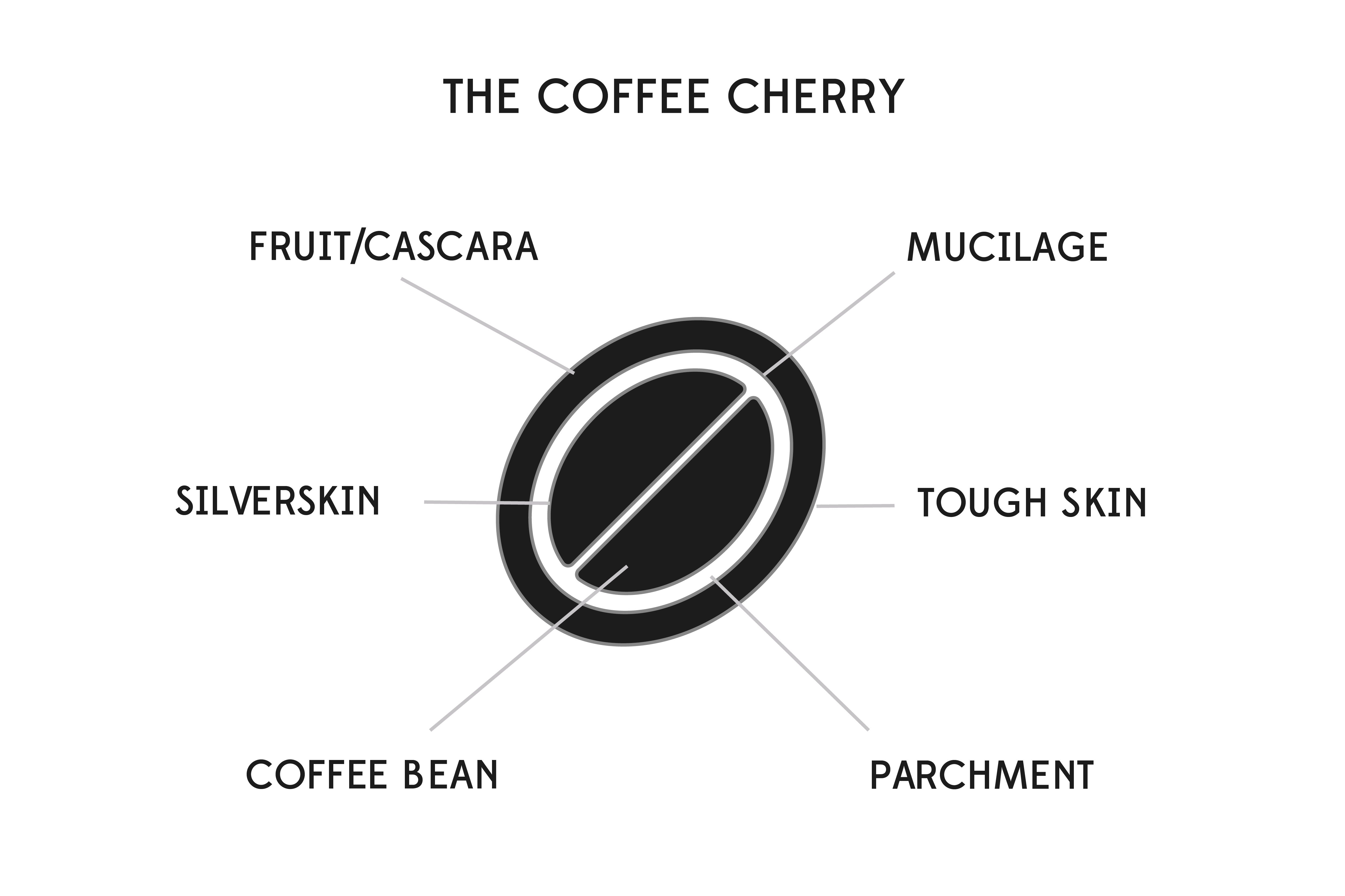 COFFEE BEAN definition and meaning