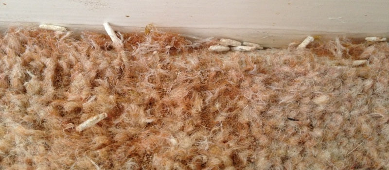 carpet clothes moths problem