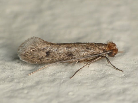 Case-bearing Clothes Moth