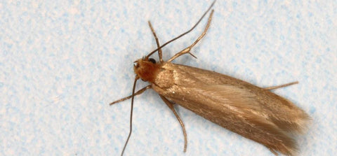 Carpet Moth Killer Kit - Large Infestation.