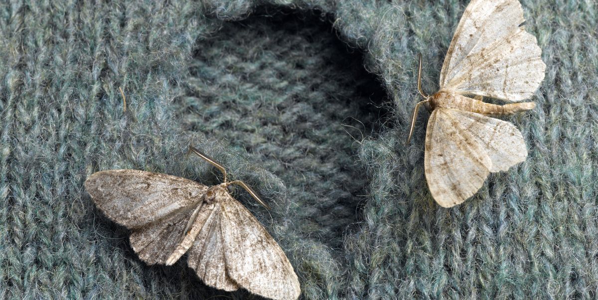 Clothing Moths Damage