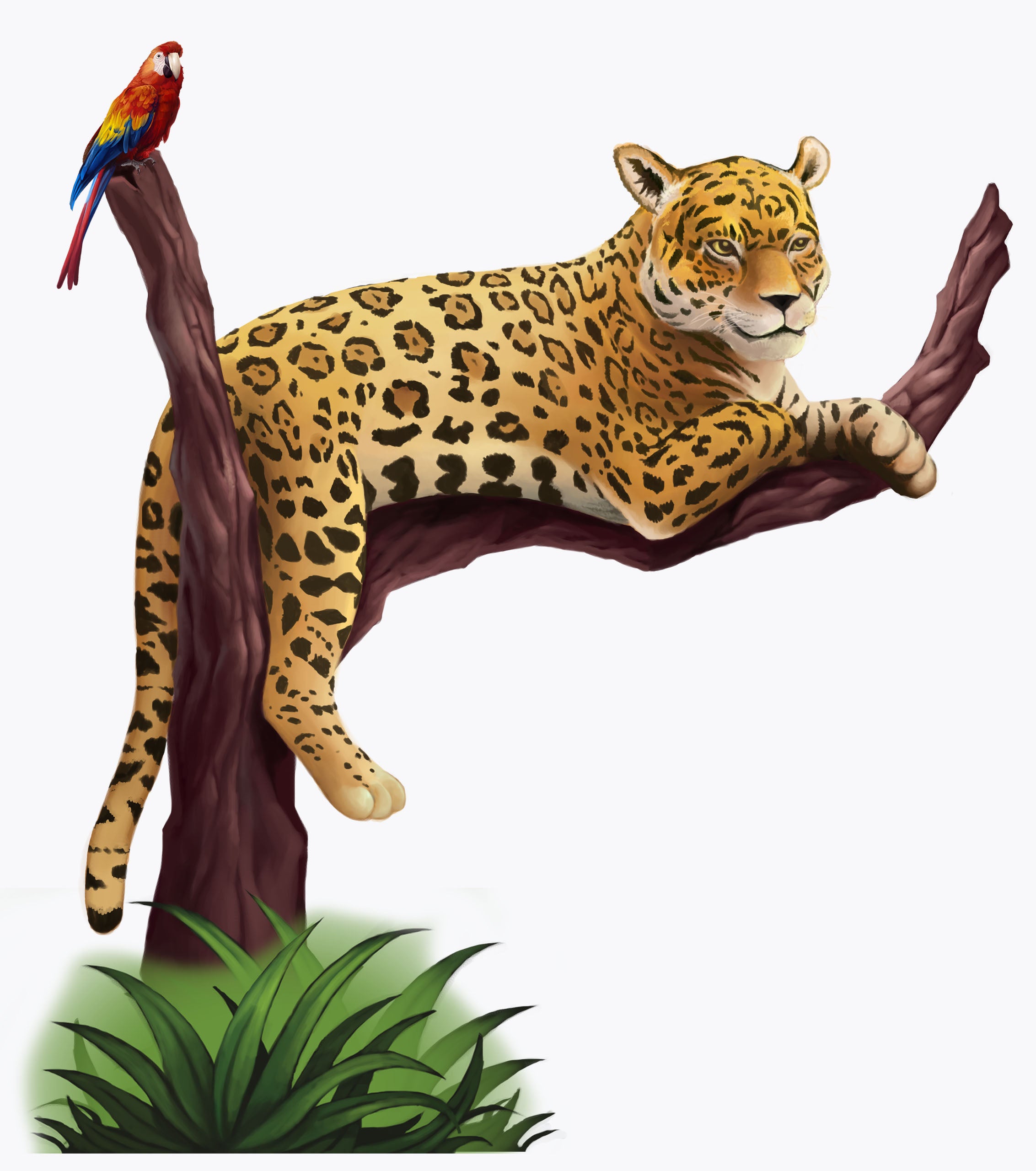 jaguar in a tree