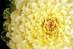 Ornamental cabbage for window box