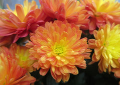 chrysanthemums for your window box