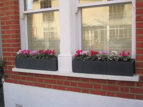 Bay and Box's Parisian grey window box planted with cyclamen