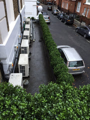 Roof terrace with Bay and Box Buxus Balls