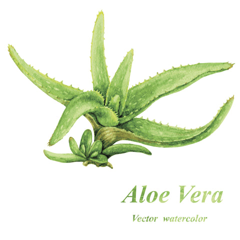 Using Aloe Vera for sunburns
