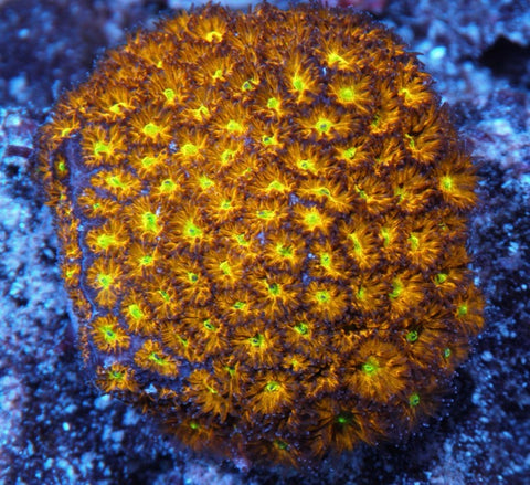 Large Polyp Stony: brains, favia, acans, chalice.... – reefgardener