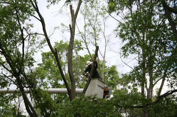 Arborist with hard hat near power lines