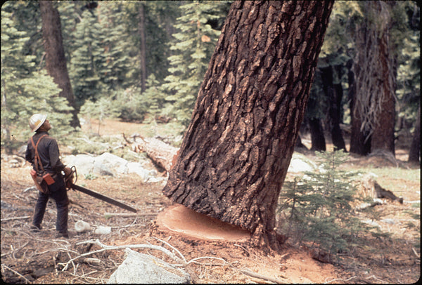 Logger wearing hard hat felling tree