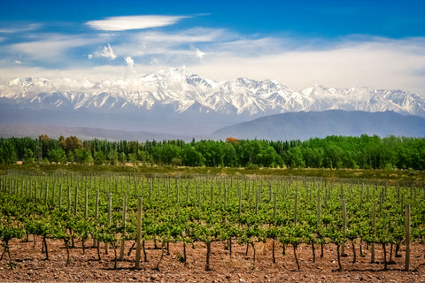 Mendoza Andes Vineyards