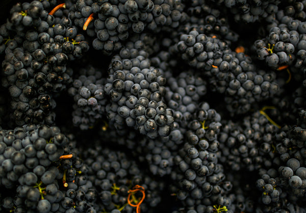What are wine tannins?