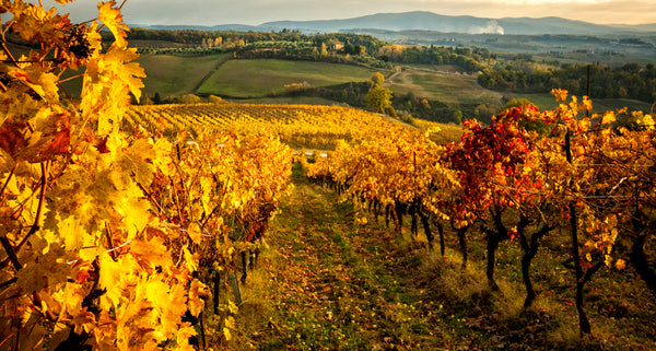 Wines to drink in the Fall