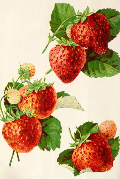 Free Graphic Friday - Vintage Strawberry Graphics - Avalon Rose Design