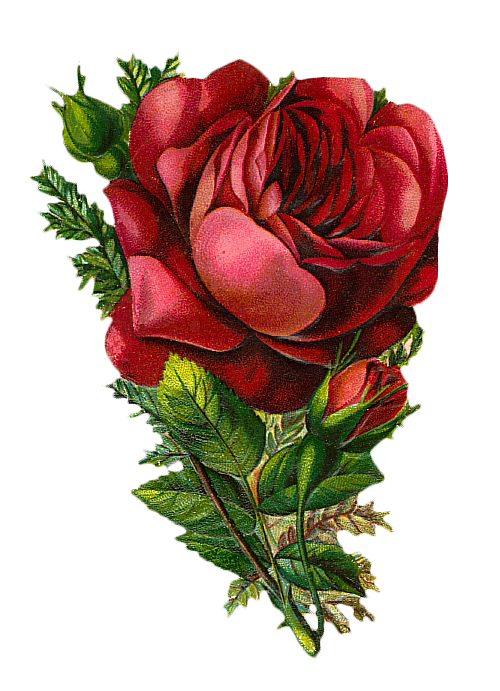 Free Vintage Rose Graphic - Free Graphic Friday – Avalon Rose Design
