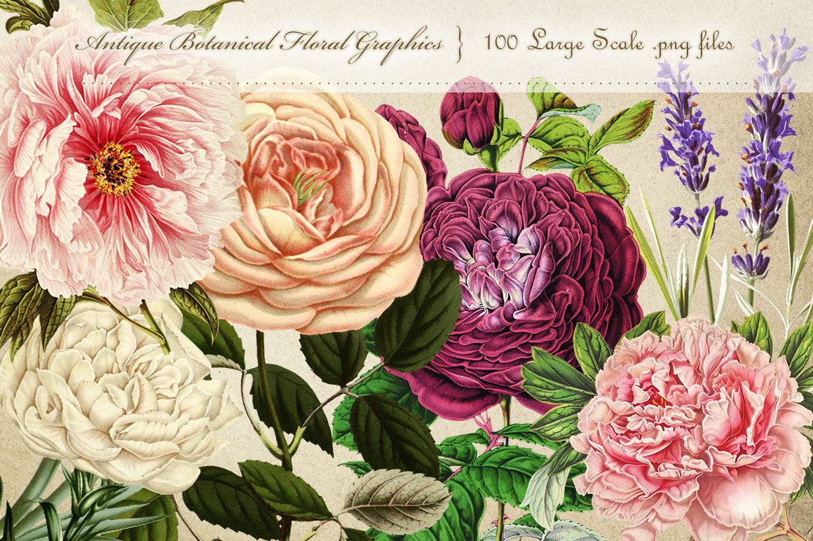 Download Antique Botanical Floral Graphics Mega Pack - Avalon Rose ...