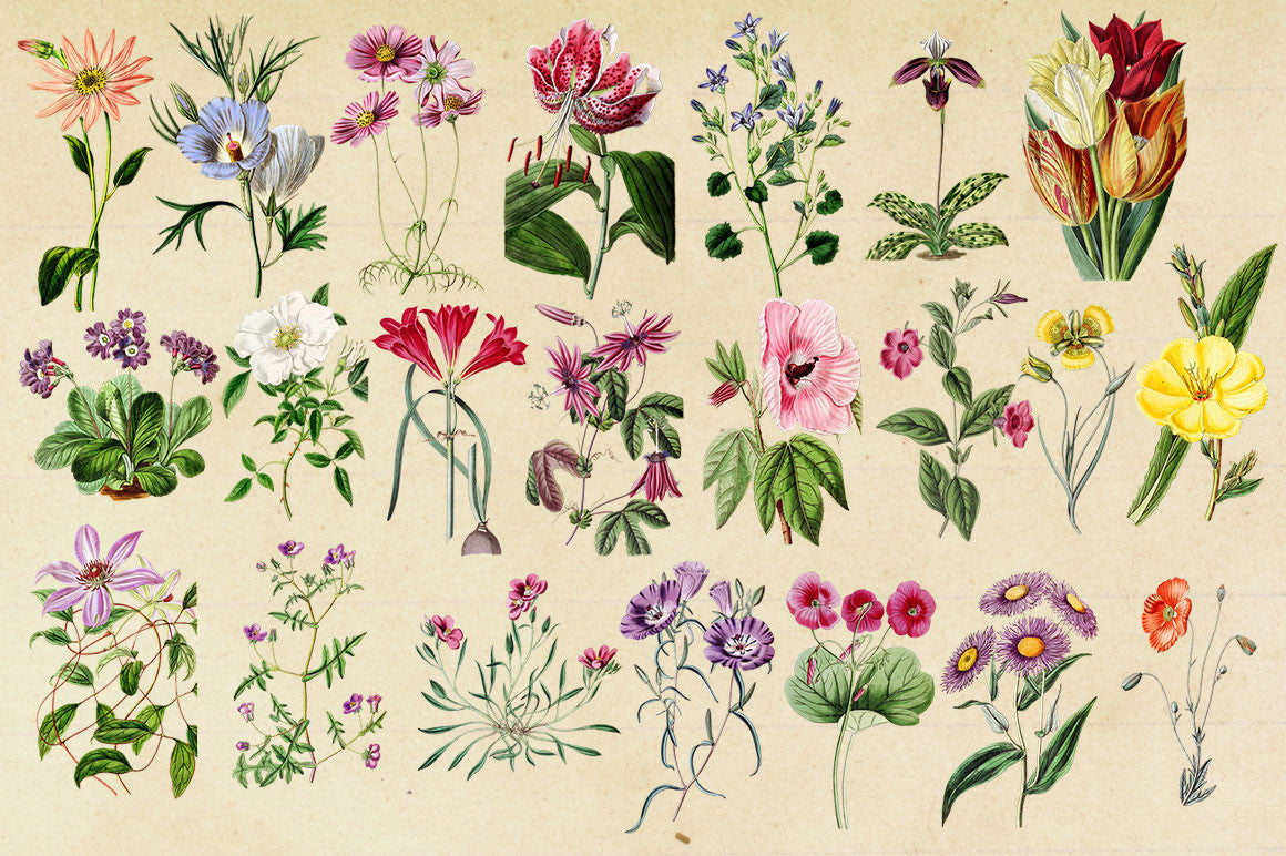 Antique Botanical Floral Graphics Mega Pack 2 – Avalon Rose Design