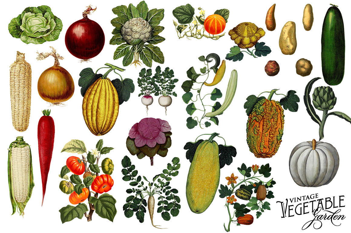 Vintage Vegetable 117