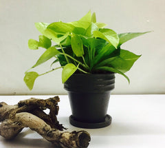 Money plant in Chennai for online sale 